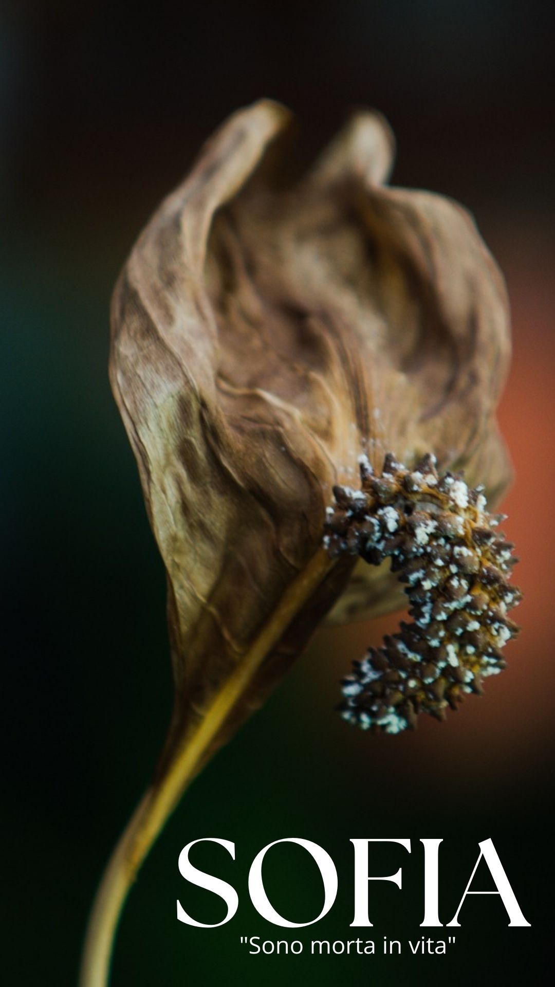 Primer plano detallado de una flor de lirio de la paz marchita y retorcida, con textura orgánica marrón y seca contra un fondo oscuro y borroso. En la parte inferior, el nombre "SOFIA" está escrito en una elegante tipografía serif blanca. La imagen evoca una profunda parálisis emocional y la necesidad de renovación